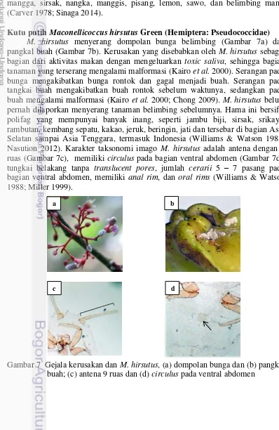 Gambar 7  Gejala kerusakan dan M. hirsutus, (a) dompolan bunga dan (b) pangkal 