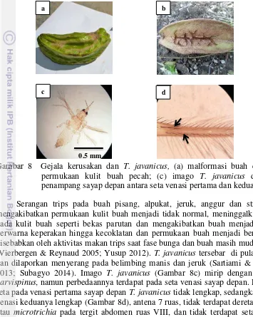 Gambar 8  Gejala kerusakan dan T. javanicus, (a) malformasi buah dan (b) 