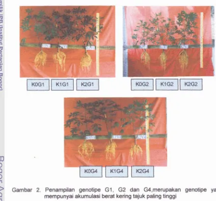 Gambar 2. Penampilan genotipe GI, G2 dan G4,merupakan genotipe yang 