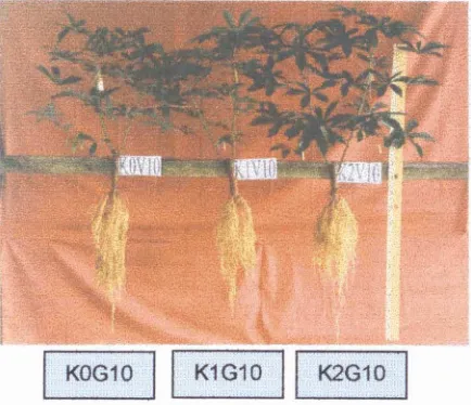 Gambar 3. Penampilan Sri Gading (GlO), genotipe dengan berat kering akar tertinggi 