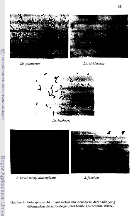 Gambar 4. Foto spesies BAL hasil isolasi dan identifikasi dari dadih yang 