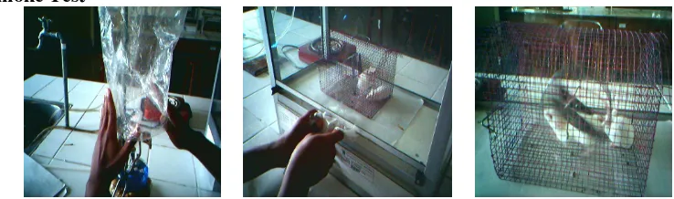 Figure 7. Smoking test on white mouses. 