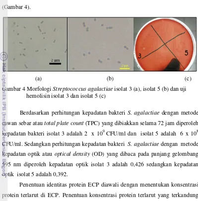Gambar 4 Morfologi Streptococcus agalactiae isolat 3 (a), isolat 5 (b) dan uji 