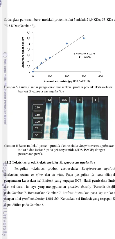 Gambar 5 Kurva standar pengukuran konsentrasi protein produk ekstraseluler 