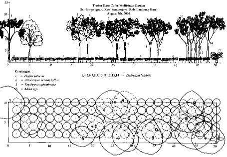 Figure 1.  The profile of a timber-based, multi-stratum coffee agroforest (Wulan, 2002) 