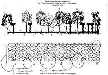 Figure 2.  The profile of a fruit-based, multi-stratum coffee agroforest (Wulan, 2002) 