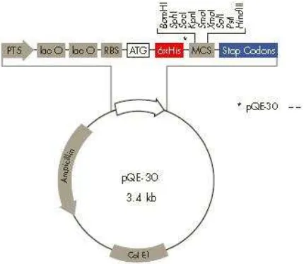 Gambar 2  Vektor pQE30 dalam Sistem Ekspresi Protein. PT5: promoter T5, lac  O: operator lac, RBS: ribosome binding site, ATG: start kodon, 6xHis: sekuen His tag, MCS: multiple cloning site, stop codons: kodon stop pada reading frame ketiga, Col EI: Col EI