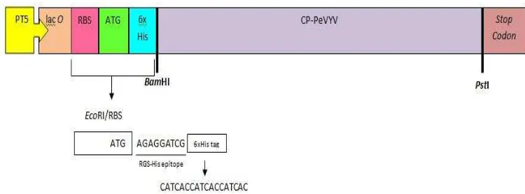 Gambar 3 Vektor pQE30 dalam Sistem Ekspresi Protein CP-PeVYV. 