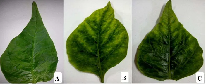 Gambar 4 Gejala Polerovirus pada daun cabai asal Payangan, Bali, Indonesia, diklasifikasikan menjadi tiga gejala: (A) ringan, (B) sedang, dan (C) berat