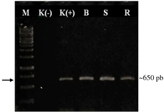 Gambar 7  Hasil amplifikasi DNA sampel daun tanaman cabai bergejala  klorosis berat (B), sedang (S), dan ringan (R),  K(-), kontrol sehat dan K(+),  kontrol positif dari tanaman sakit