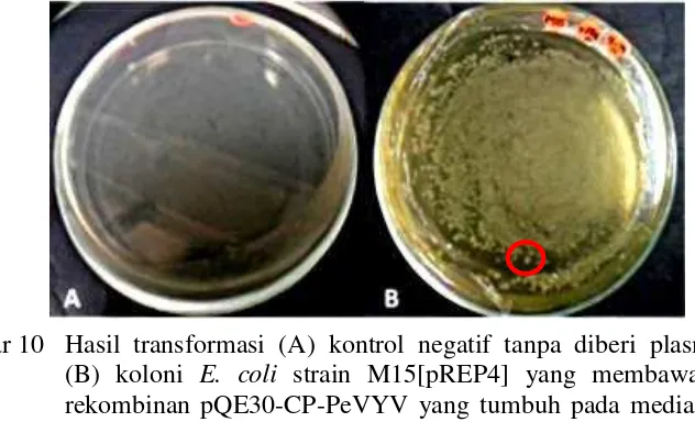Gambar 10  Hasil transformasi (A) kontrol negatif tanpa diberi plasmid (K-);        (B) koloni E