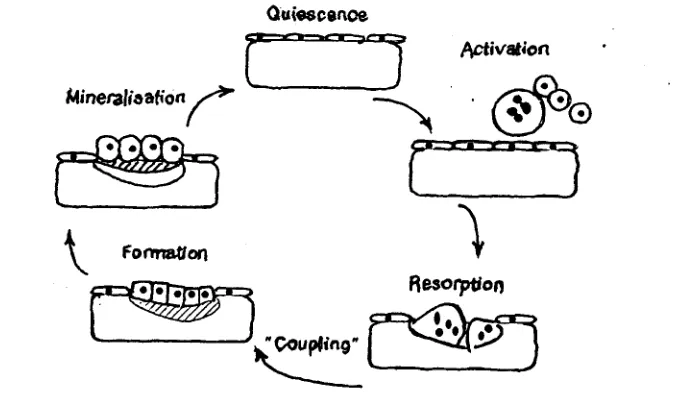 Gambar 3. Siklus remodeling tulang (Gowen, 199 1 ). 