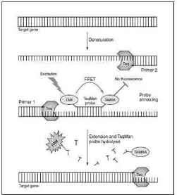 Gambar 2.2 Diagram Skematik Prinsip Kerja  Real-Time PCR Menggunakan 