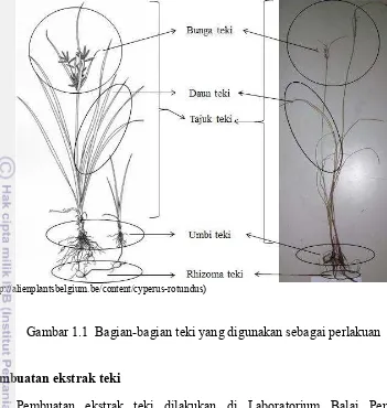 Gambar 1.1  Bagian-bagian teki yang digunakan sebagai perlakuan 