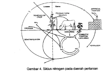 Gambar 4. Siklus nitrogen pada daerah pertanian 