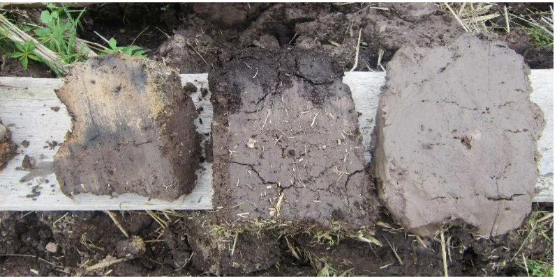 Gambar 3  Tanah dengan pirit teroksidasi (kiri), tanah mineral bergambut (tengah) dan tanah mineral (kanan) 