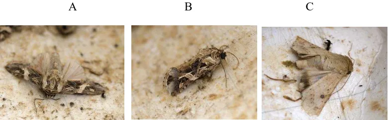 Gambar 2. Imago/ ngengat                Spodoptera litura