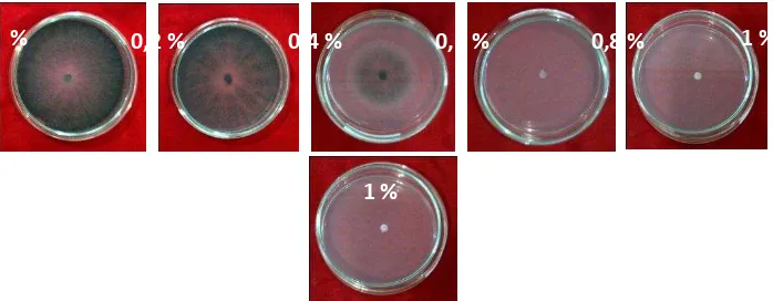 Gambar 2. Pertumbuhan Diameter Koloni Jamur  Aspergillus