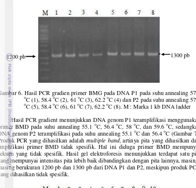 Gambar 6. Hasil PCR gradien primer BMG pada DNA P1 pada suhu annealing 57.4 