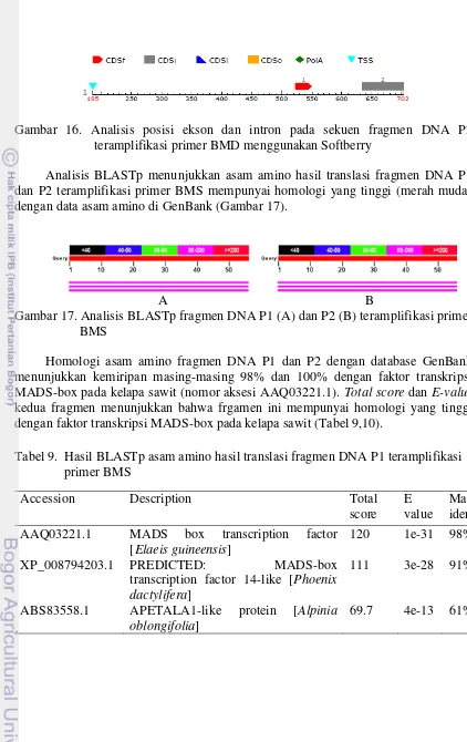 Gambar 16. Analisis posisi ekson dan intron pada sekuen fragmen DNA P2 