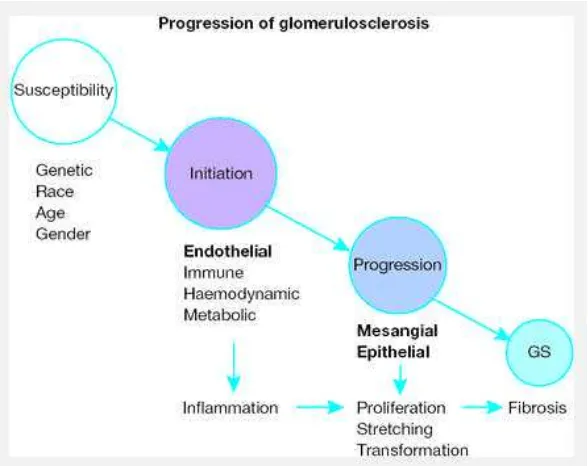 Gambar 1 Progresifitas glomerulosklerosis