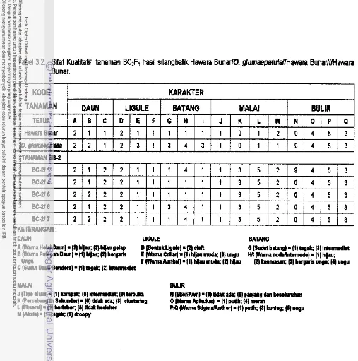 Tabel 3.2. Sifat Kualitatif tanaman BC2F1 hasil silangbalik Hawara BunarlO. glurnaepatuIdNawara BunarlilHawara 