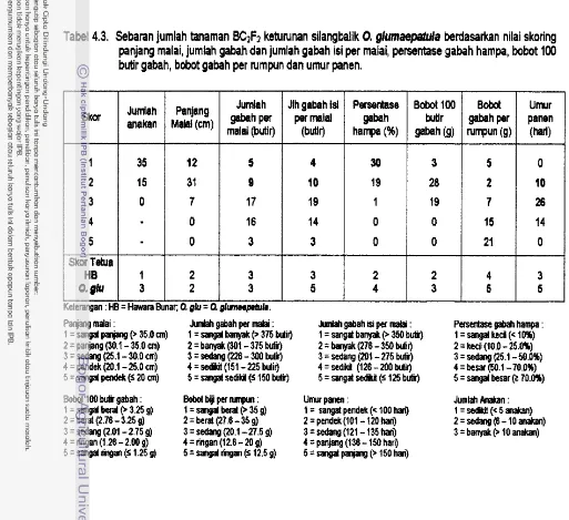 Tabel 4.3. Sebaran jumlah tanaman BCIFl k~t~IUnan silangbalik 