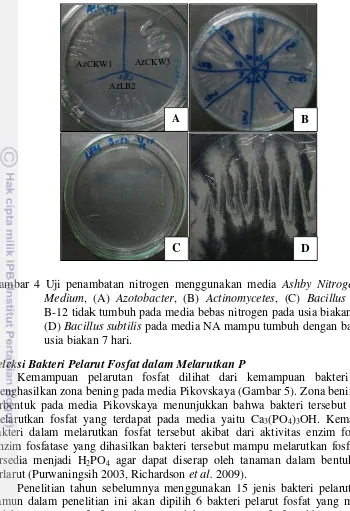 Gambar 4 Uji penamnambatan nitrogen menggunakan media