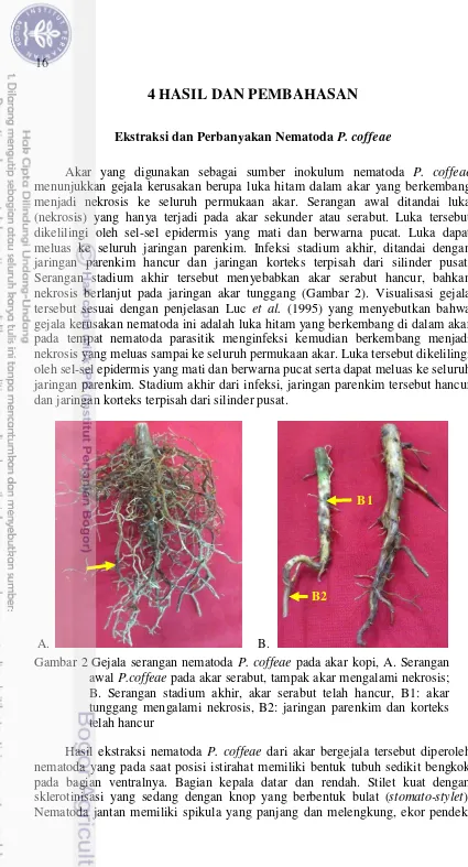 Gambar 2 Gejala serangan nematoda P. coffeae pada akar kopi, A. Serangan 