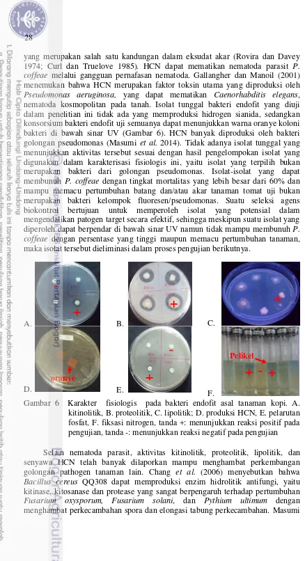 Gambar 6  Karakter  fisiologis  pada bakteri endofit asal tanaman kopi. A. 