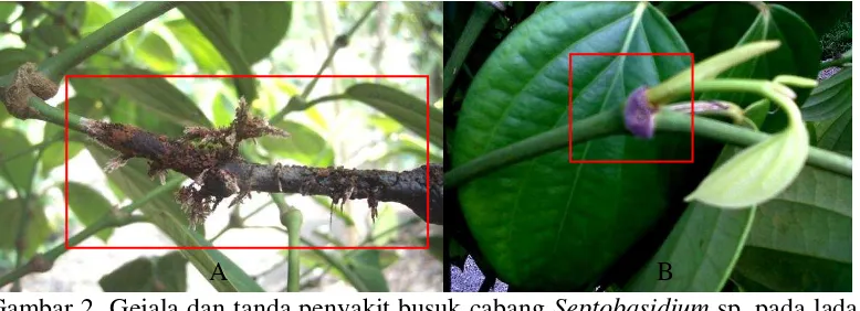 Gambar 2  Gejala dan tanda penyakit busuk cabang Septobasidium sp. pada lada. A, Miselium Septobasidium sp