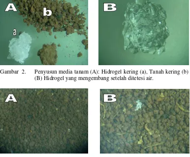 Gambar  2. Penyusun media tanam (A): Hidrogel kering (a), Tanah kering (b) dan 