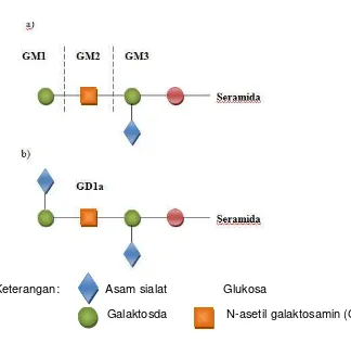 Gambar 2 Struktur Kimia Beberapa Gangliosida9