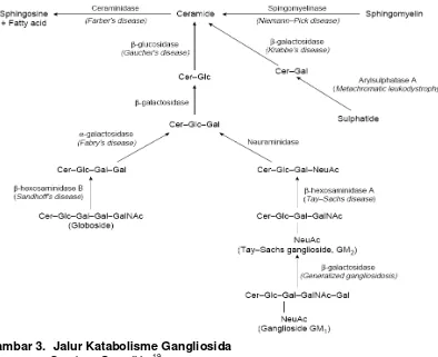 Gambar 3. Jalur Katabolisme Gangliosida