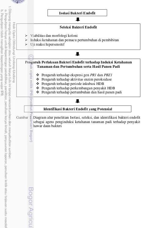 Gambar 1  Diagram alur penelitian Isolasi, seleksi, dan identifikasi bakteri endofit 