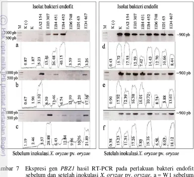 Gambar 7  Ekspresi gen PBZ1 hasil RT-PCR pada perlakuan bakteri endofit 