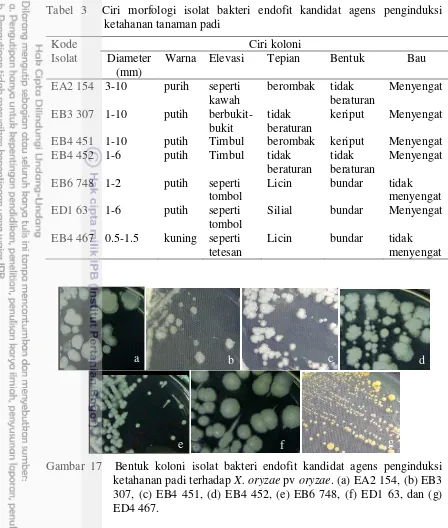 Tabel 3  Ciri morfologi isolat bakteri endofit kandidat agens penginduksi ketahanan tanaman padi 