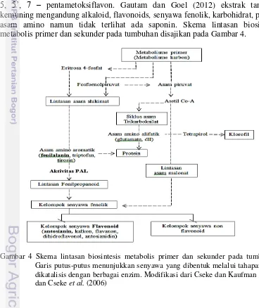 Gambar 4 Skema lintasan biosintesis metabolis primer dan sekunder pada tumbuhan. 