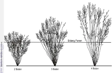 Gambar 6 Ilustrasi perbandingan daun dan ranting kemuning setelah panen pada 