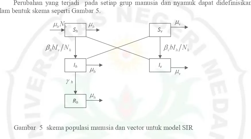 Gambar  5  skema populasi manusia dan vector untuk model SIR 