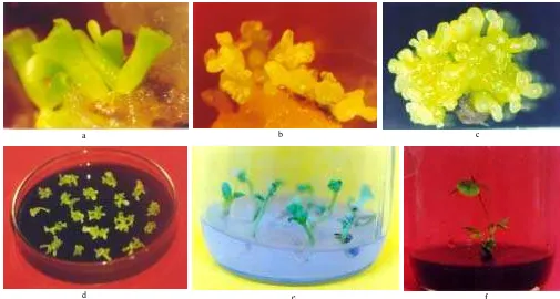 Gambar 1. Pembentukan ES primer dari kotiledon dan ES sekunder dari ES primer dalam media induksi ES serta perkembangan ES dalam media maturasidan perkecambahan