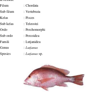 Gambar 1. Ikan kakap merah (Lutjanus sp.) (Anonimb  2008) 