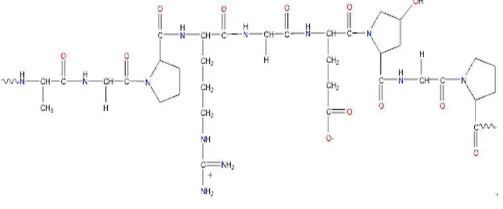 Gambar 2. Struktur kimia gelatin (Ward dan Courts 1977) 
