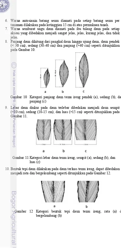 Gambar 10  Kategori panjang daun temu ireng pendek (a), sedang (b), dan 