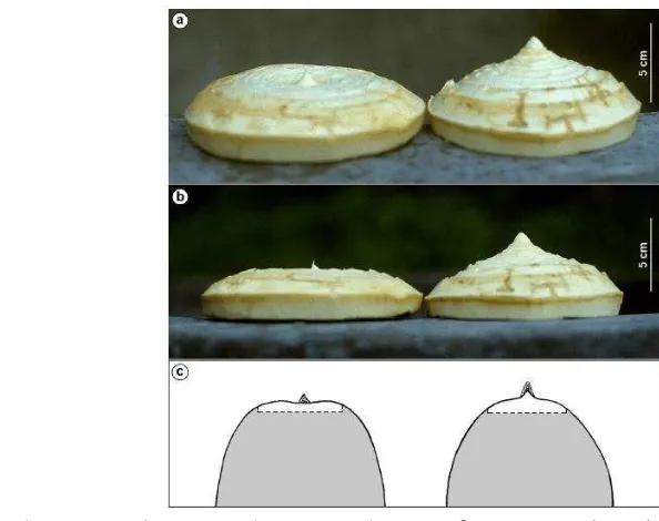 Gambar 1 Bagian apex batang pada saat fase vegetative (kiri) dan generatif (kanan) (a