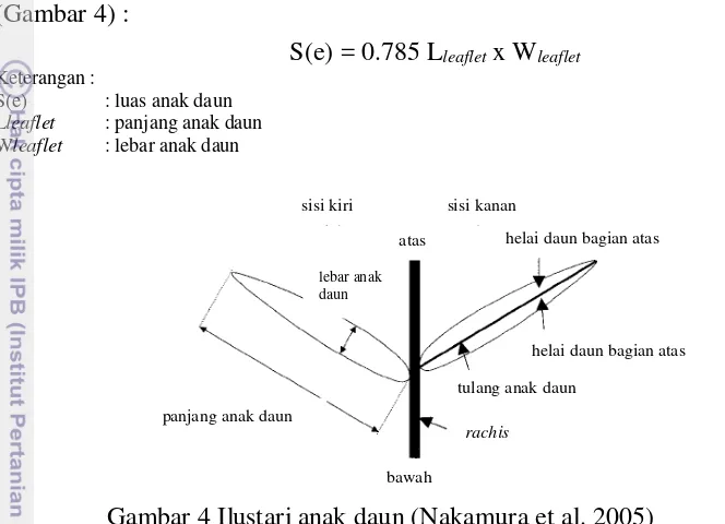 Gambar 5 Ilustrasi daun sagu (Nakamura et al. 2004) 