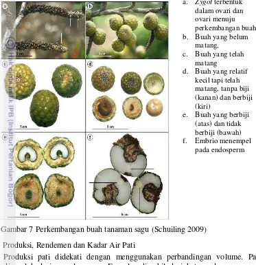 Gambar 7 Perkembangan buah tanaman sagu (Schuiling 2009) 
