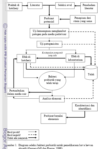 Gambar 1.  Diagram seleksi bakteri probiotik untuk pemeliharaan larva hewan  
