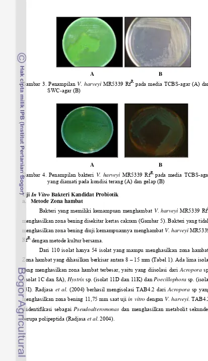 Gambar 4. Penampilan bakteri V. harveyi MR5339 RfR pada media TCBS-agar  