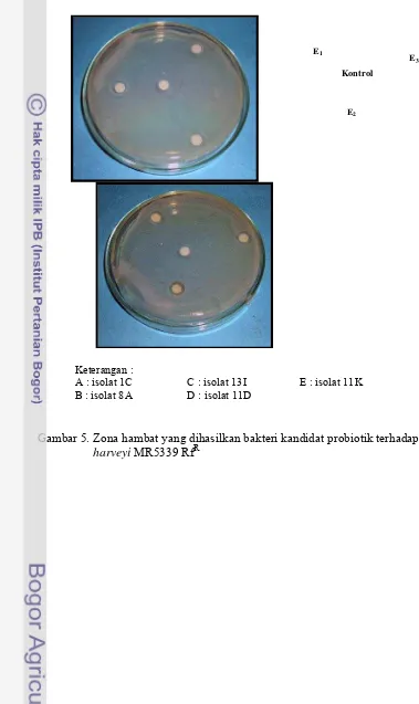 Gambar 5. Zona hambat yang dihasilkan bakteri kandidat probiotik terhadap V.  R